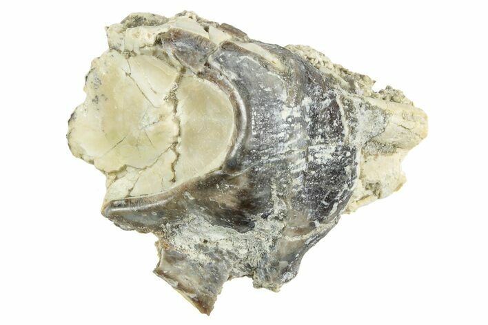 Fossil Titanothere (Megacerops) Partial Tooth - South Dakota #241483